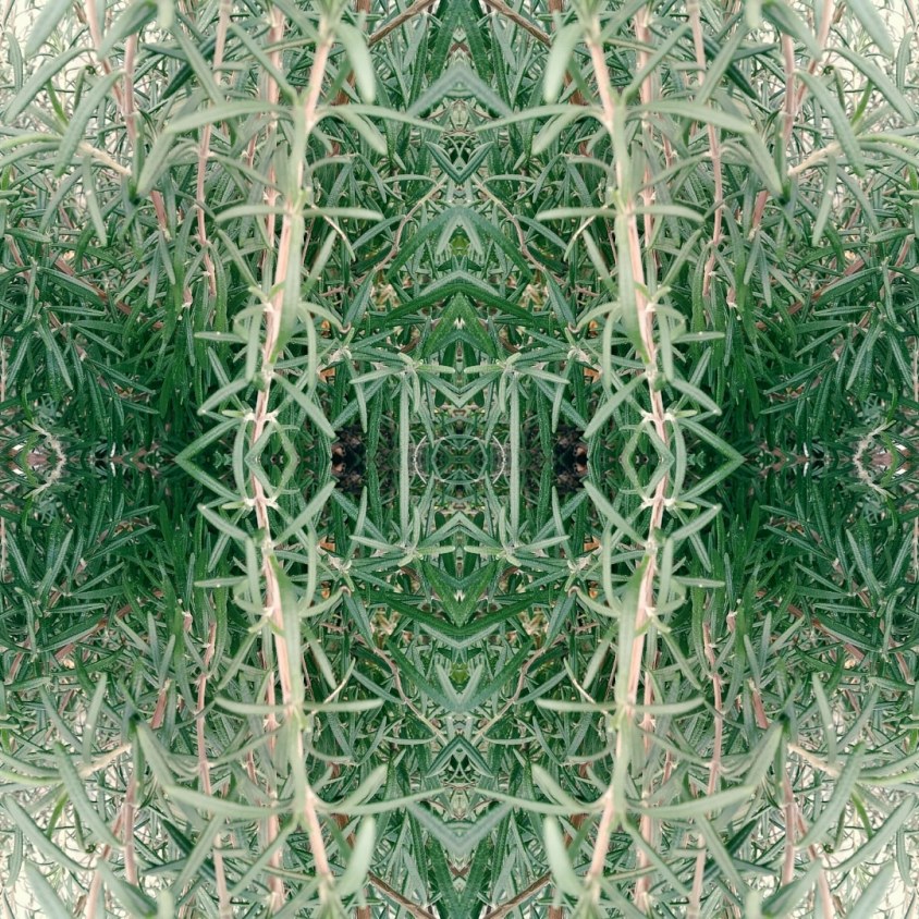 Photo of the Day: Rosemary&nbsp;Kaleidoscope